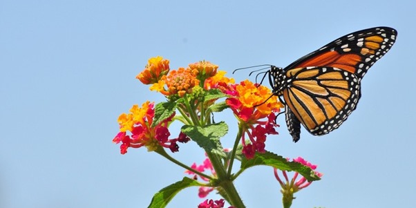 monarch-butterfly