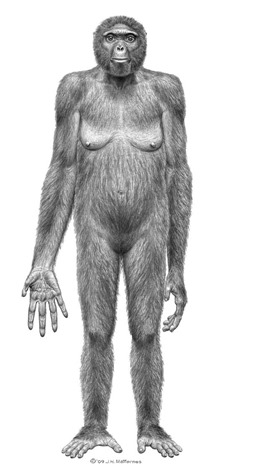 ardipithecus