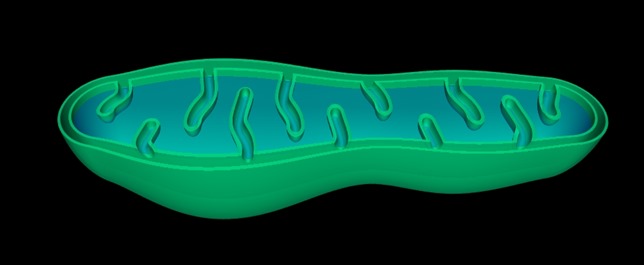 Mitochondrion_b2