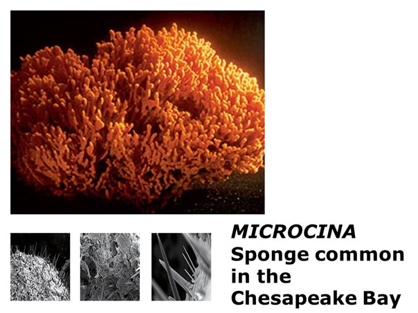 sponge-microcina