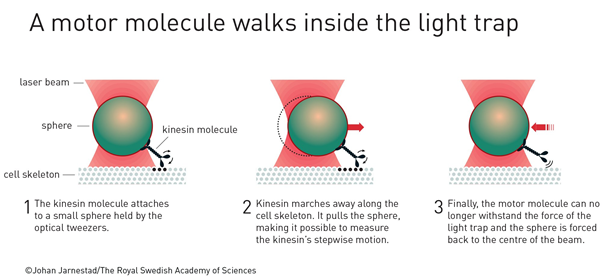 optical-tweezers