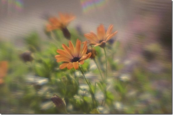 CreativeBokeh-Low-Res-fotografie-chantal