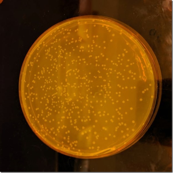 Escherichia coli Syn61