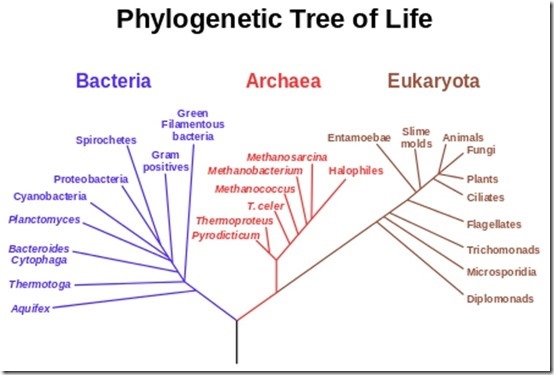 phylogenetic-tree-life