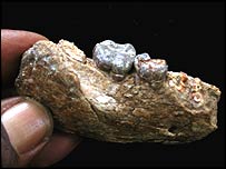 Ardipithecus ramidus jaw fragment, Image: Sileshi Semaw